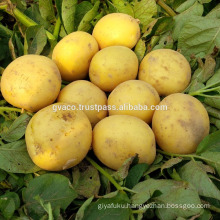 Fresh potato new crop with hight quality and best price